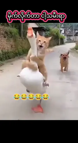 #ဝါကျွတ်ပီလေအဖေရယ်#မူရင်းကိုcrdပေးပါတယ် #ဘာညာပေါ့ကွာ♡ #❤️ #မောင် 