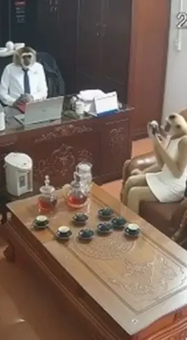 Khầy nói do al tạo 🥴 Khỉ khầy #tintuc24h #tintuc #viral #tinnong #thaygiao 