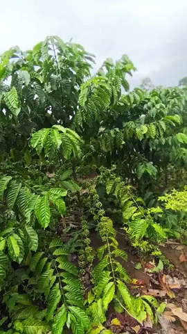 pupuk #kopi #fyp 