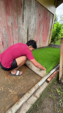 ini winih padi ya bukan rumpul sintetis #satriyahm 