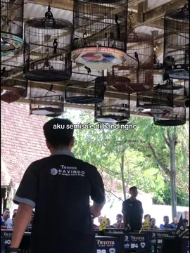 pemuda josjis ngene ko #kicaumania #kicaumanianusantara #kicau #muraibatu #muraibatuindonesia #fyp 