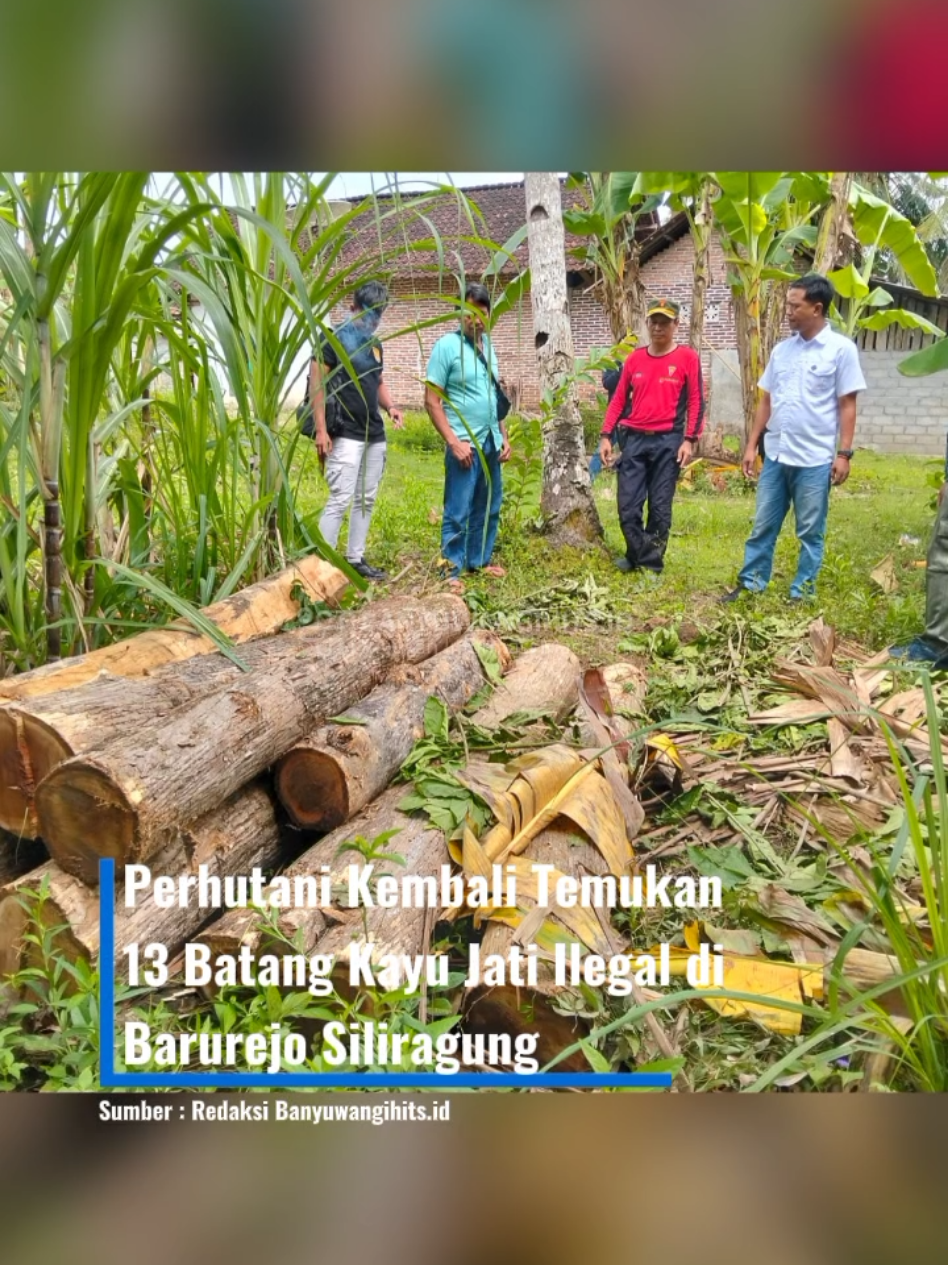 Petugas Polisi Hutan Mobile (Polhutmob) Perhutani KPH Banyuwangi Selatan kembali mengungkap temuan kayu jati ilegal di wilayah hutan produksi. Kali ini, sebanyak 13 batang kayu jati ditemukan di pekarangan kosong Desa Barurejo, Kecamatan Siliragung, Senin (10/11/25). Danru Polhutmob Perhutani KPH Banyuwangi Selatan, Edi Wibowo, menjelaskan bahwa temuan ini berawal dari laporan masyarakat yang mencurigai adanya tumpukan kayu jati tanpa pemilik di area permukiman. “Setelah menerima laporan, kami langsung melakukan penelusuran dan pemeriksaan lokasi. Hasilnya, ditemukan 13 batang kayu jati ilegal yang ditumpuk di pekarangan kosong,” ujarnya. Dari hasil identifikasi sementara, kayu jati tersebut diduga berasal dari kawasan Petak 37A, RPH Curahlele, BKPH Pesanggaran, KPH Banyuwangi Selatan. Seluruh batang kayu kini telah diamankan ke Tempat Penitipan Kayu (TPK) Ringintelu untuk proses pemeriksaan lebih lanjut. #news  #beritaterkini  #beritabanyuwangi  #banyuwangihitsid 