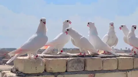 #الصعب #صعدو_الفيديو #ارفلي_ملك_الساحه🤫😏 