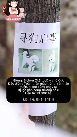 Tìm chó lạc, một chuỗi cái bẫy liên tiếp khiến người khác bị lừa dễ dàng #tiểuanhnhư 