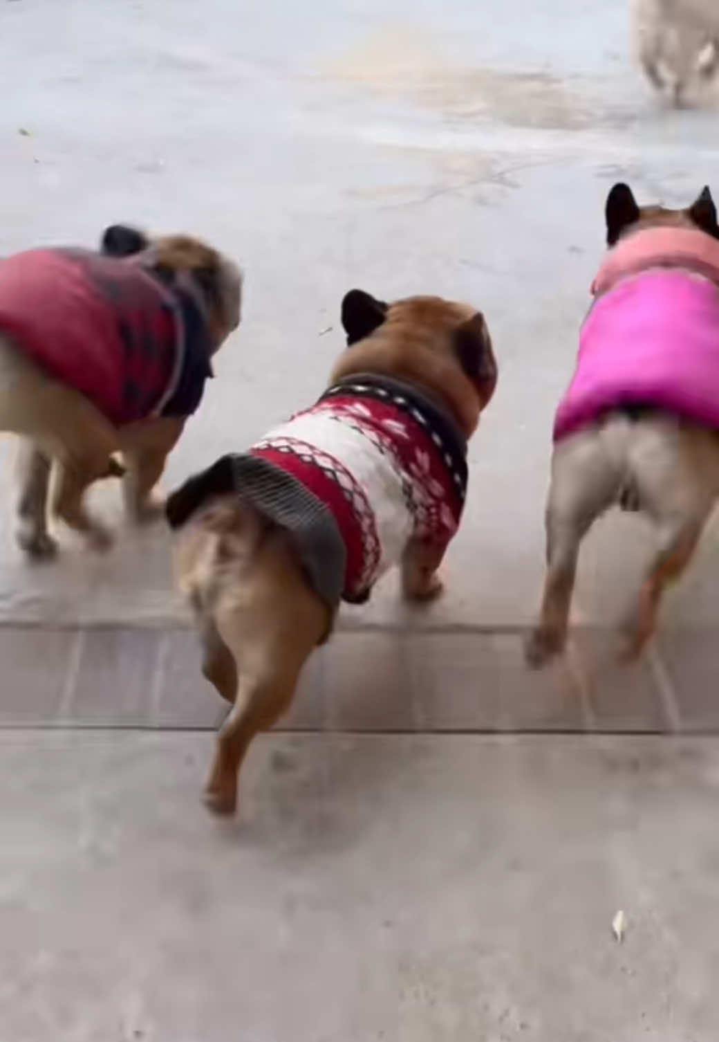 #Recuerdos Mucha alegría porque ya viene navidad y Santa Claus con muchos regalos 🎁😃😅😂 #humor #perritoslindos #perritoslindosentiktok #parati 