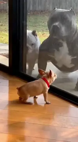 barks big 🤣 Chihuahua vs big great Dane 