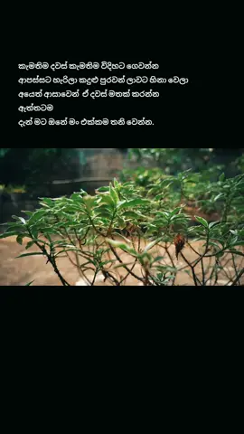 දැන් මට ඕනේ මං එක්කම තනි වෙන්න. . . .#foryou #foryoupage #fyppppppppppppppppppppppp #aesthetic #luciferquotes 