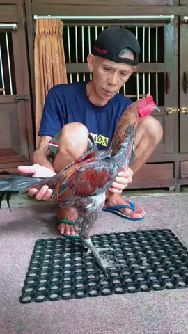 6 BULAN YOKEEREE 🎉🎉🎉 SUPER VVIP 🏆🏆🏆 #oscardfarmjogja 