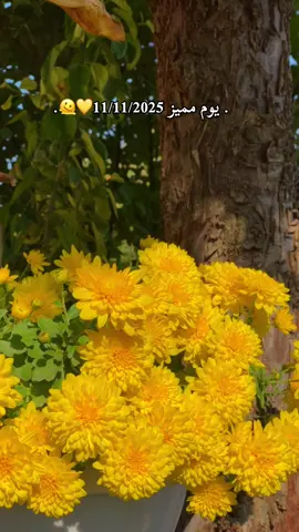 11/11💛🍂🫠…#fypシ゚ #viral #tiktok #foryou #selwa🦋 