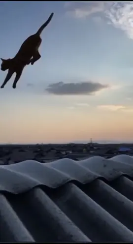 KUCING PENUNGGU GENTENG LAGI LATIHAN SIRKUS 🤣🤣