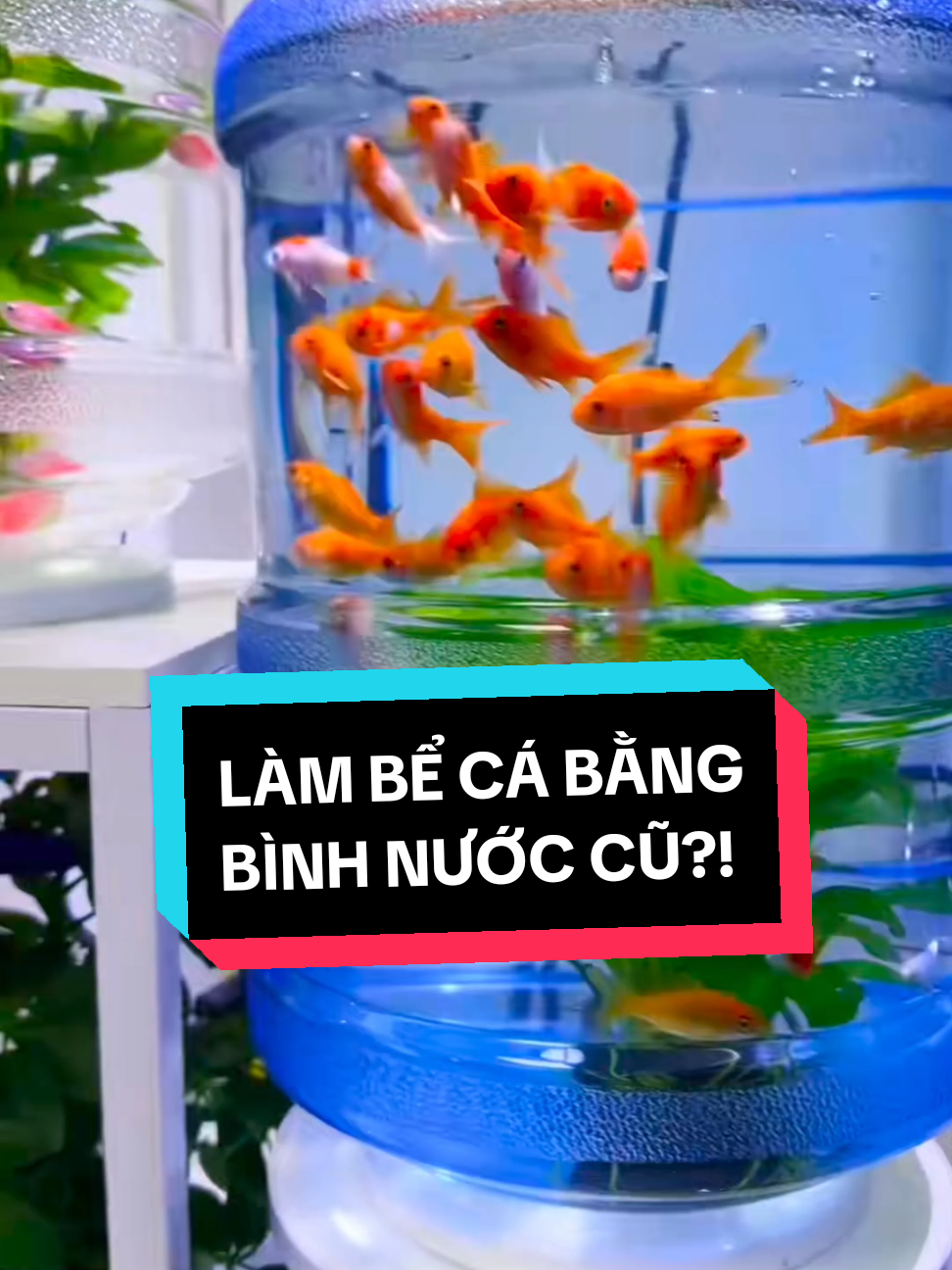 Tận dụng bình nước cũ làm bể cá, tại sao không? #zenaqua #DIY #fishtank #hồcá #bểcácảnh 