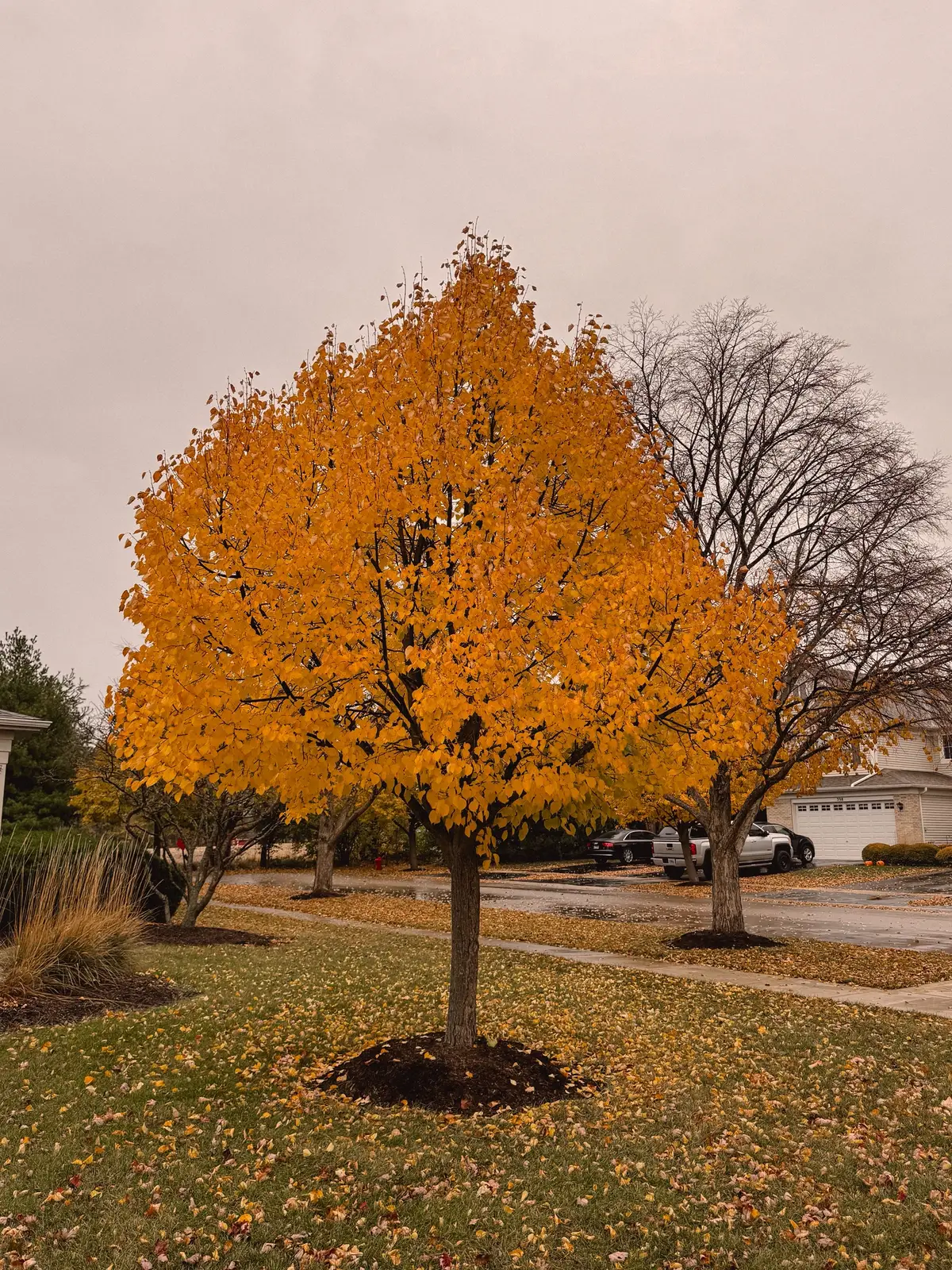 🤎🍂🍁✨ #fyp #fall #autumn #iloveautumn #foryoupage #falldealsforyou #рекомендации #рек #осень 