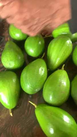 Panen perdana Bismillah🤩🤩#alpukatmentega #alpukatjumbo #alpukat🥑 