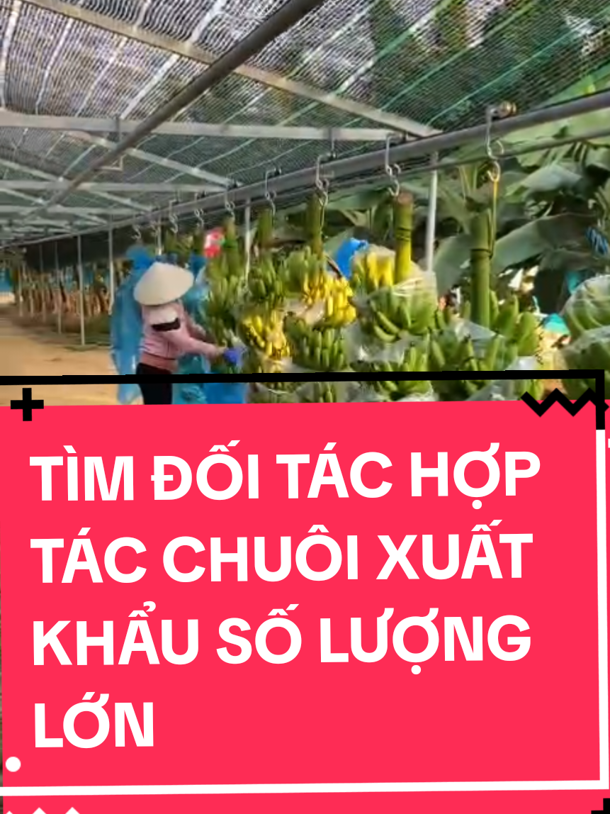 BẠN ĐÃ CÓ NHÀ CUNG CẤP CHUỐI CHƯA?  HÃY HỢP TÁC VỚI CHÚNG RÔI NHÉ #BANANA #FRESHBANANA #cavendishbanana 