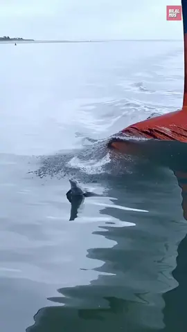 #MLBB9TH #MLBB  source: bilal mos