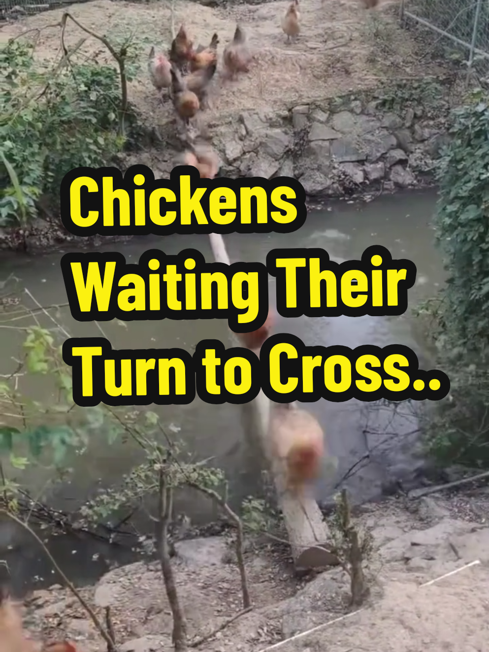Watch this hilarious and surprisingly orderly scene of chickens crossing a river! A long log serves as a makeshift bridge, and the chickens take turns walking across it in a single file line. Some are confident, while others wobble precariously, occasionally falling into the water with a splash before scrambling back up to rejoin the queue. The video humorously captures their determination, with one chicken even trying to jump ahead, only to be met with a comical tumble. It’s a delightful display of animal behavior that feels like a perfectly choreographed team effort or perhaps just a very patient line of birds waiting for their turn! Translate - Saksikan adegan lucu dan mengejutkan ini di mana ayam-ayam menyeberangi sungai! Sebatang kayu panjang berfungsi sebagai jembatan darurat, dan ayam-ayam tersebut berjalan melewatinya satu per satu dalam barisan tunggal. Beberapa tampak percaya diri, sementara yang lain goyah dan terkadang jatuh ke air, sebelum buru-buru naik kembali untuk bergabung lagi dengan antrian. Video ini secara lucu menangkap tekad mereka, dengan satu ayam bahkan mencoba melompat ke depan, hanya untuk bertemu dengan jatuh yang menggelikan. Ini adalah tontonan menyenangkan dari perilaku hewan yang terasa seperti kerja tim yang sempurna atau mungkin hanya barisan burung yang sangat sabar menunggu giliran mereka! #ChickenCrossing #FunnyAnimals #FarmLife #AnimalHumor #TeamWork 