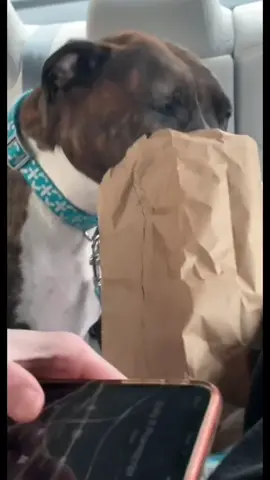 When car rides turn into drama for these pups 😅🚗💨 #FunnyDogs #DogLife #CarRideFails #PuppyProblems #DogTok 