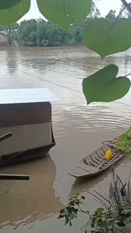 bến đò miền tây. #nhachaymoingay #mientayquetoi🌴🌴🌴🌴🌴 