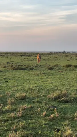 #wildifeanimals #AnimalLife #wildife 