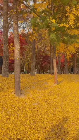 서울, 화랑대철도공원의 가을 끝자락. 🍂 서울 안에서도 이렇게 깊은 가을을 느낄 수 있다는 게 새삼 놀라웠어요. 주말이라 그런지 가을을 담으려는 사람들로 가득했죠. 천천히 걷던 중, 바람에 흩날리는 은행잎을 마주쳤어요. 그 순간, 아무 말도 없이 카메라를 들었어요. 짧았지만 마치 영화의 한 장면처럼 느껴졌거든요. 🎞️ 노랗게 물든 바람 속에서 마음 한켠이 몽글몽글해졌던 하루. 가을의 마지막이 머무는 지금, 늦기 전에 꼭 한 번 들러보세요. 🗓️ 2025.11.09 📷 iPhone 17 Pro #shotoniphone  #가을 #은행나무 #autumn #ginkgo 