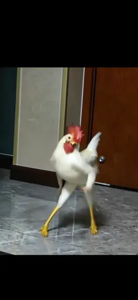 Funny Animal dance. #funnyvideos #ghanatiktok🇬🇭 #foryou #fypシ゚ 