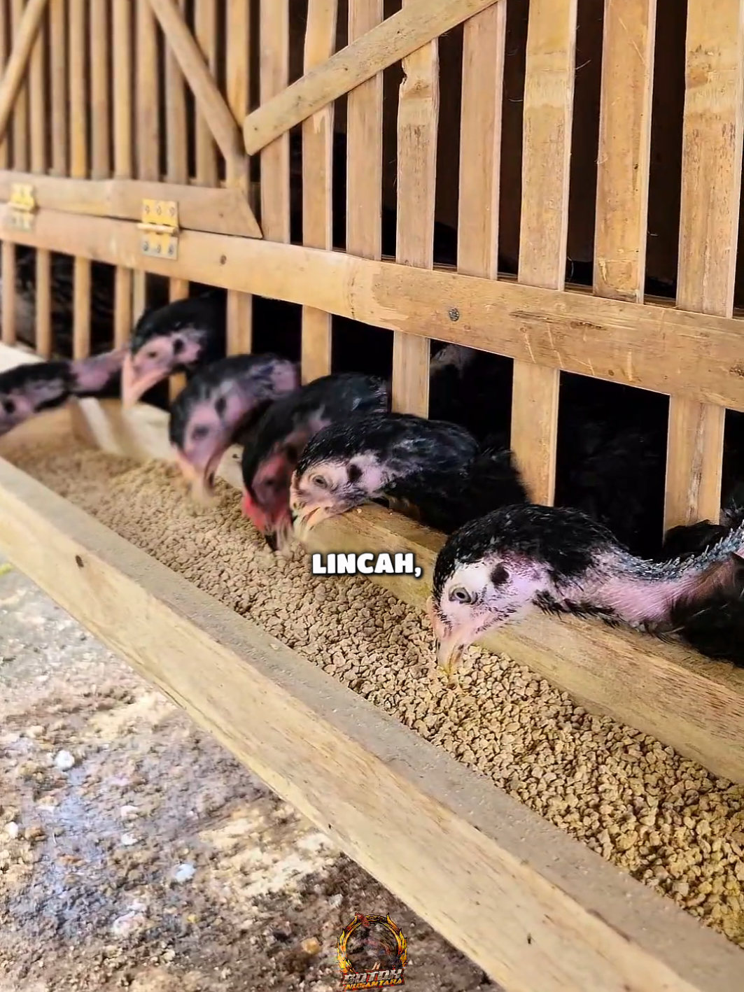 Membalas @tslnka___silahkan bisa di terapkan, untuk pemesanan bisa cek keranjang kuning kak🤩 #ternakayam #pakanayam #kandangayam #disinfectant #ayam 