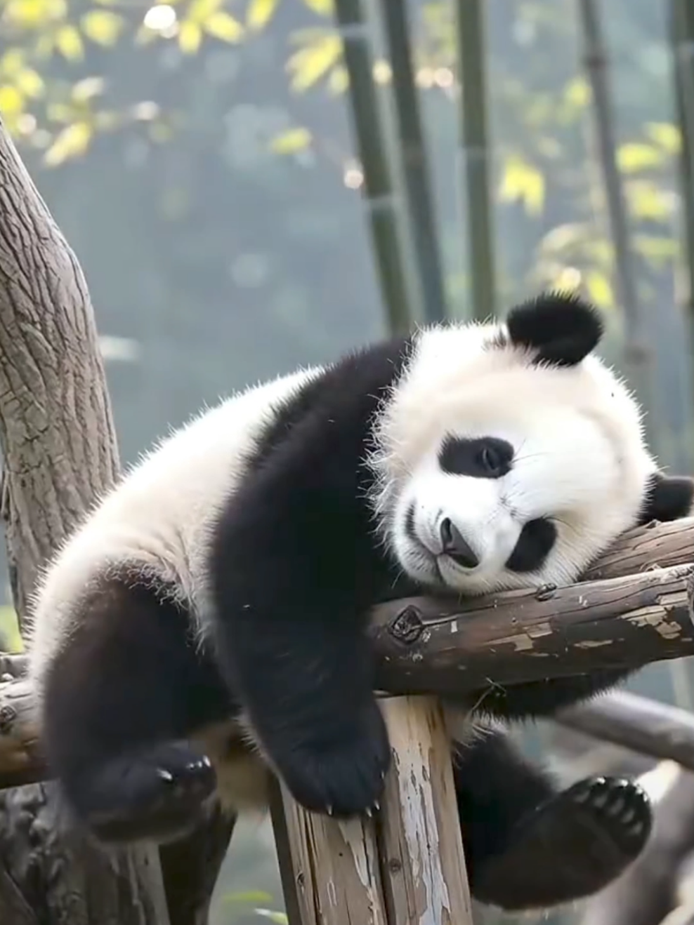 ちいさな子どもみたいに遊んでる子パンダ #子パンダ #パンダ  #可愛い #癒し #ほっこり 