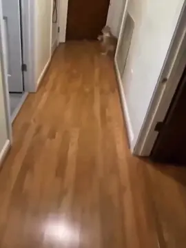 Cats drifting 😱 #hoanera #edits 