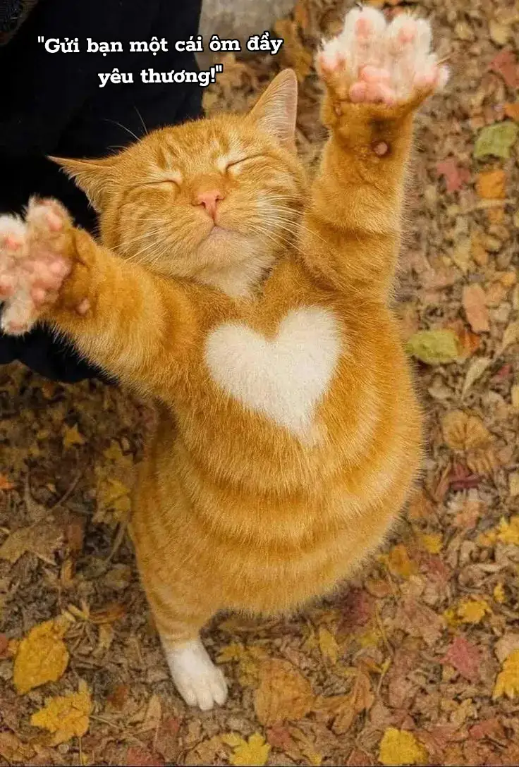 #dethuong❤️#crepin#tiktok#xhtiktok#fypシ 