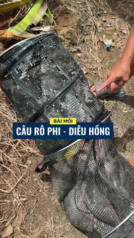 AE DÙNG BỘ NÀY CÂU PHI THỬ NHÉ ...  #trainghiemmoicauca #caucatunhien #caudai #caurophi #caucarophi 