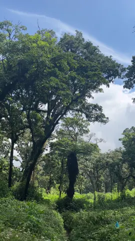 Tempat ternyaman ngga si? #slametmountain #pendaki #mountain #fyp #gunung 