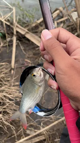 ngepasi iwak angop #fyp #mancingbader #ponorogo 