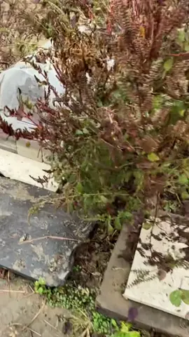 #cat #tiktok #fyppppppppppppppppppppppp 