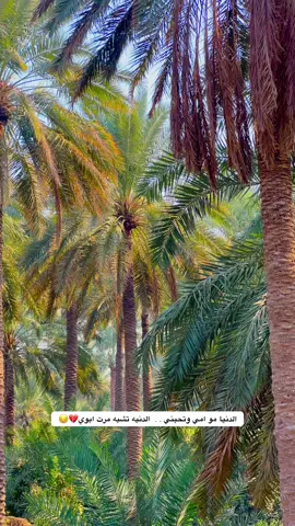 الدنيا مو امي وتحبني الدنيه تشبه مرت ابوي💔🥹 #تصويري_احترافي_الاجواء👌🏻🕊😴 #عبارات #اشعار_حزينه #الطبيعة #عباراتكم_اصمم_عليهآ 