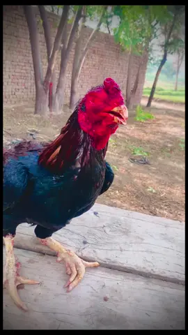 #😭😭😭😭#foryou❤️viralvideo #viralvideosofficial #unfreezmyaccouuntplzz🙏🙏🙏😭😭😭 #