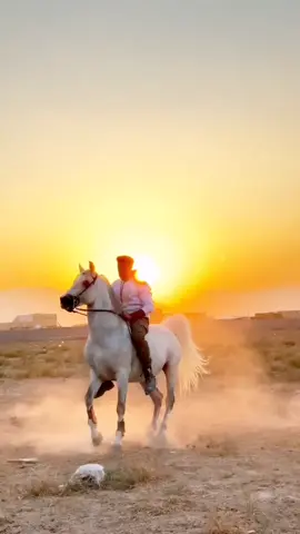 #خيالة #خيل #واسط#العماره #الاهواز 