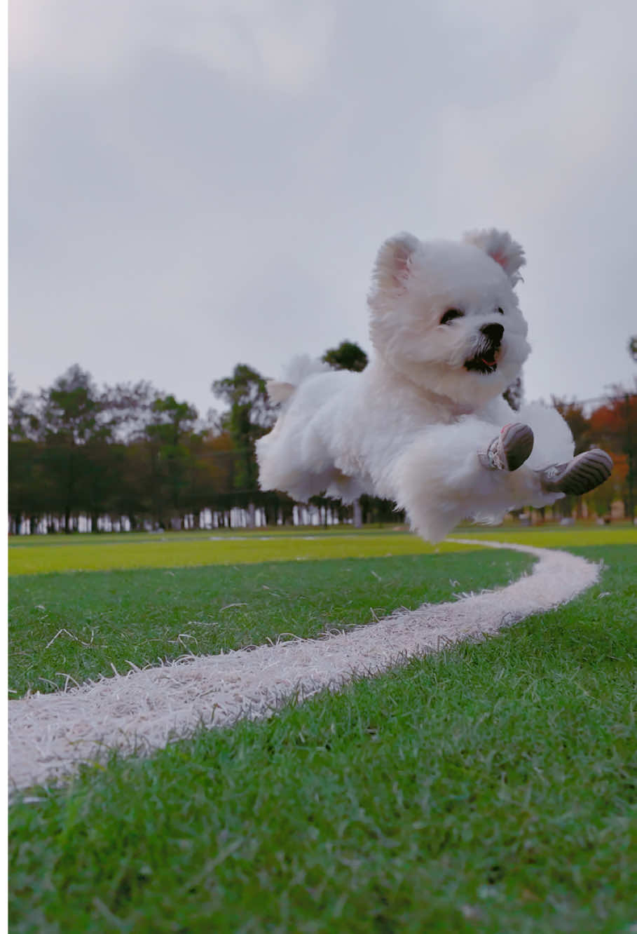 Racing！#bichon #runningdog #cooldog 
