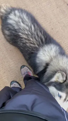 Dari awal dateng ke bascame dia muter muter in aku terus mau di ambil tpi punya orang lucuuuuu 😭🤌🏻#tiktok #gyp #promomakangajian 