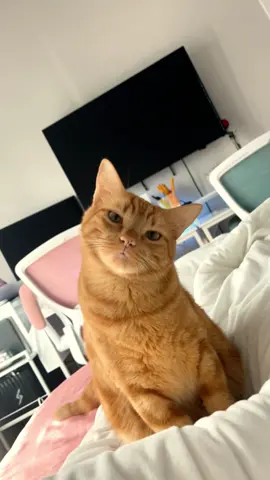 Orange cat behavior🤣#cat #cats #catslovers #catsoftiktok #fyp 