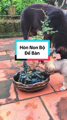 Hòn Non Bộ Mini #xuhuong #chaucanh #honnonbo #bonsai #caycanh 