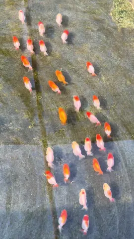 แก็งค์น้องสิงห์แปลขบวน😆 #สิงห์ลูกผสม #เฮงฟาร์มปลาบ้านโป่ง #BTgoldfishfarm #ทาสปลาทอง #สิงห์ลูกผสม 