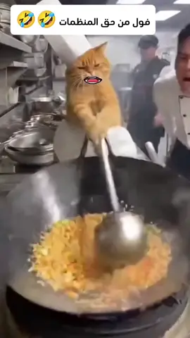 صبوح فول غداء فول من حق المنظمات المومري والصيني 🤣🤣 #مومريات