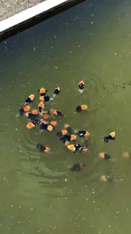 STOK AMAN JURAGANKU😍 #SGFIND #SURYAGOLDFISHINDONESIA #SURYAGOLDFISH 