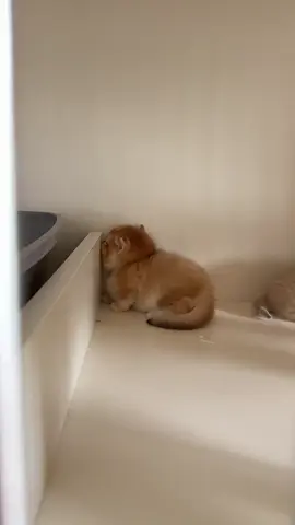 hmmm . #kittensoftiktok #meowl #catslovers #cutecat #catsvideos 