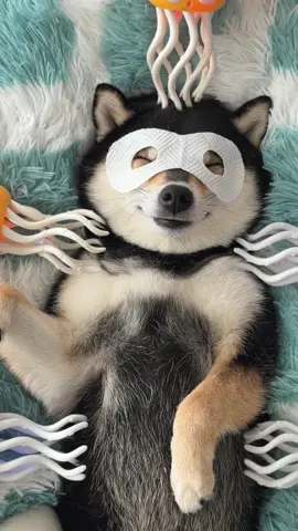 MANYU SPA DAY~ #littlemanyu #dogsoftiktok #cute #shibainu #shiba #asmr #manyuland #dogs #shibainumanyu 