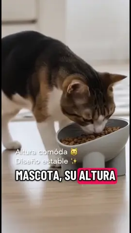 Cuenco de comida para mascotas , protección para cuello , 4piezas,plato de gato y patas de elefante,plato de aperitivo elevado,comida para perros inclinada para agua#🔥🔥🔥🔥🔥🔥🔥🔥 #miaumiau🐈 #mascotacheck #perrosgraciosos #ai 