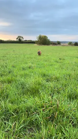 Mornings with her 🥰 #dog #bestfriend #fyp 