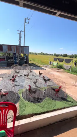 #ซุ้มหนุ่มนาติ้ว🐓🏆💯 #ฉลามร้ายฝั่งโขง 