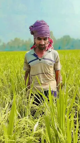 - দেখেন একজন কৃষকের কি পরিমাণ কষ্ট  #copylink  #repost  #bdtiktokofficial🇧🇩  #unfrezzmyaccount  #merazahmedlabib 