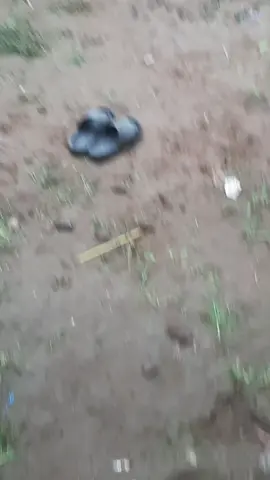 konsep e niat banget  piye iki @EdySiswoOffical  😅😅😅 #magelng24jam #fyppppppppppppppppppppppp 